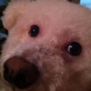 Meet your Posher, William